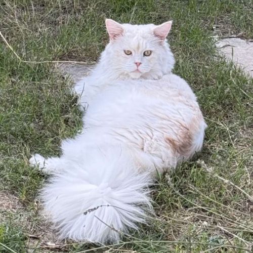 Maine coon de la croix lorraine