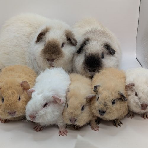 Elevage cochons d'inde rex