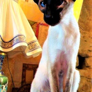 Chatterie du saint-graal