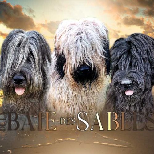 Briards de la baie des sables