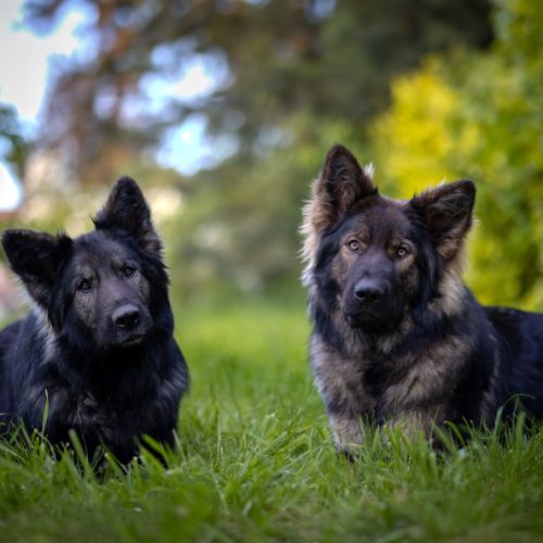 Berger allemand ancien type altdeutscheschäferhund