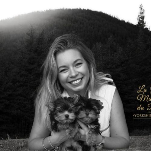 Elevage de yorkshire terriers - la maison du parc