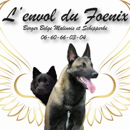 Elevage l'envol du foenix