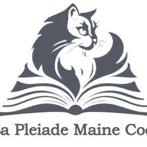 Pleiade maine coon