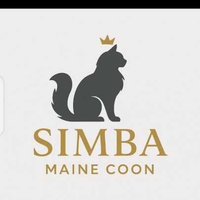 Maine coon – chatons d’exception