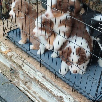 Élevage de berger australien