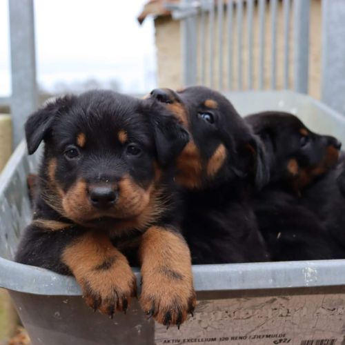 Beaucerons des pensées bergères