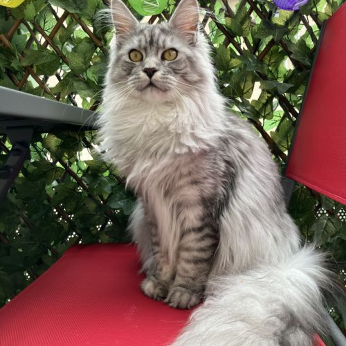 Elevage familial et professionnel de maine coon