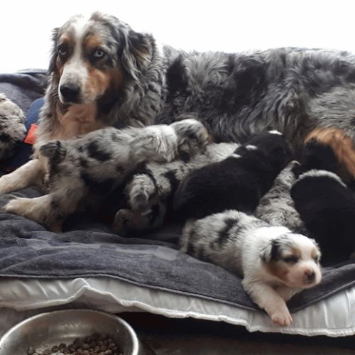 Elevage du champ de l'ormeau