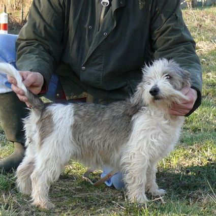 Elevage de petit basset griffon vendeen