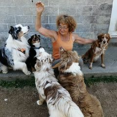 Elevage de berger americain miniature