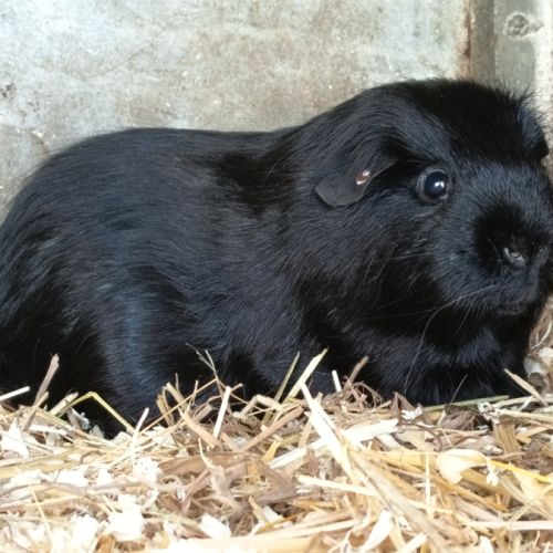 Les petits chons de clara