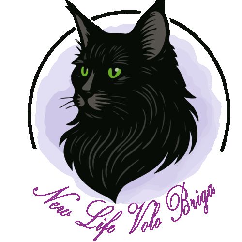 Élevage de maine coon loof