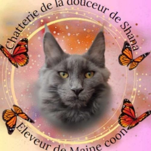 Élevage familial de maine coon