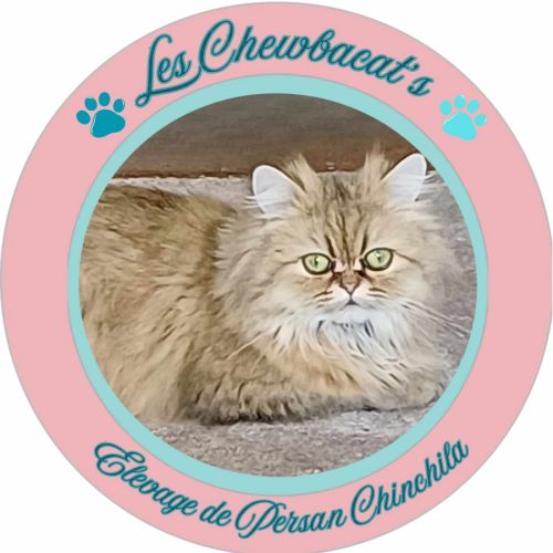 Élevage familial de chats persans