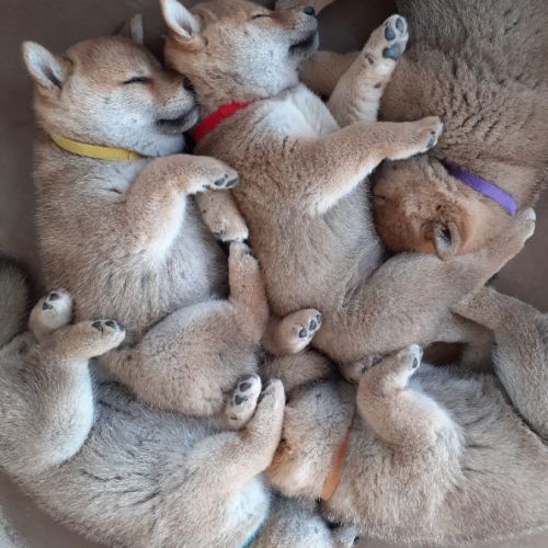 Elevage de shiba inu lof à sommières