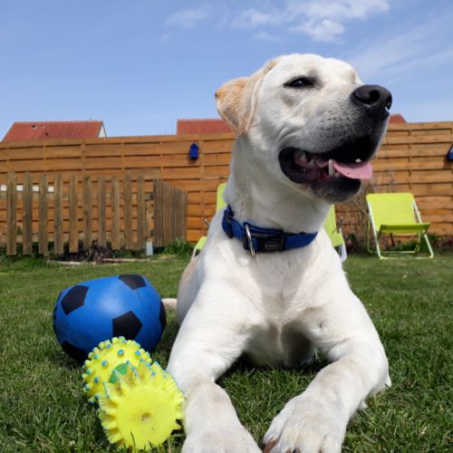 Elevage de labrador lof