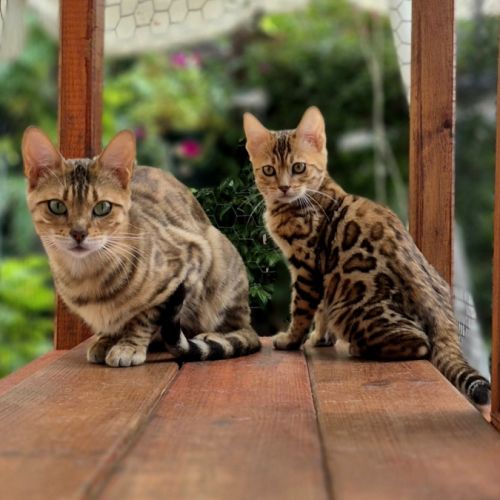 Chatterie chahar bagh- azur bengal