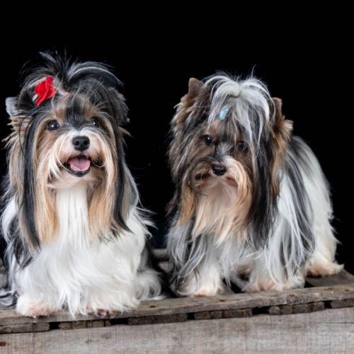 Biewer yorkshire et couleurs