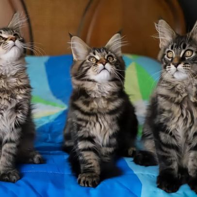 Chatterie de chamfroy