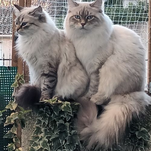 Elevage de chats sibérien