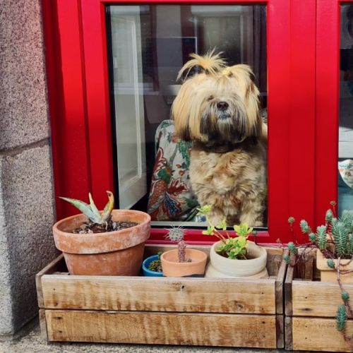 La garennes aux chayottes - lhassa apso lof