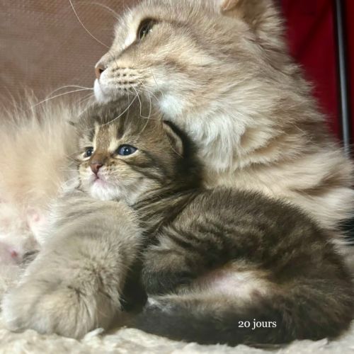 Chatterie du siberian express