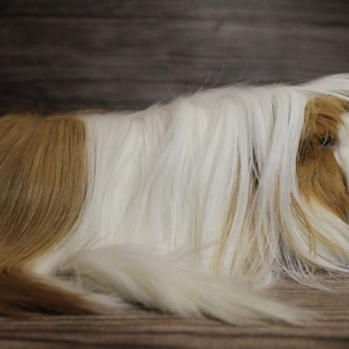 La petite plume du jardin