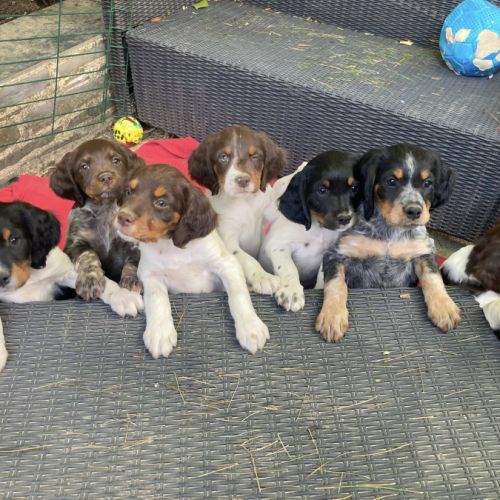 Elevage épagneul breton de peter