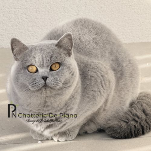 Chatterie de piana nîmes & montpellier