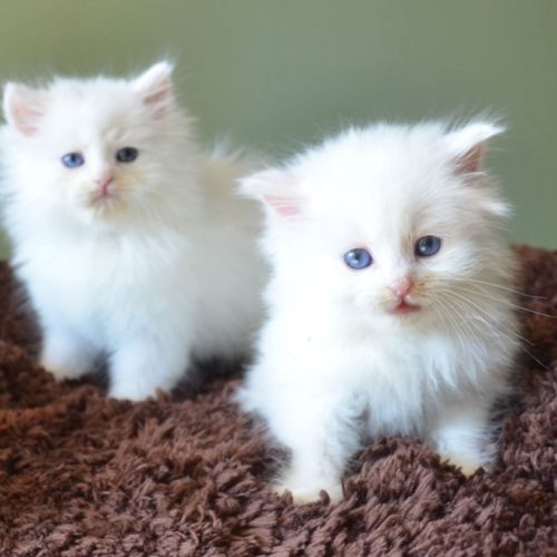 Chatterie de nice