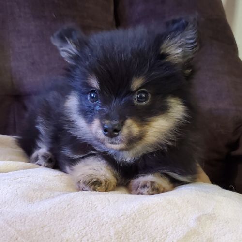 Élevage de pomsky f3 minis