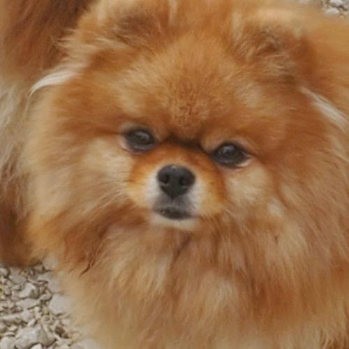 Spitz nains pomeranian