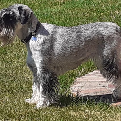 Elevage d'hédencourt, schnauzer poivre et sel