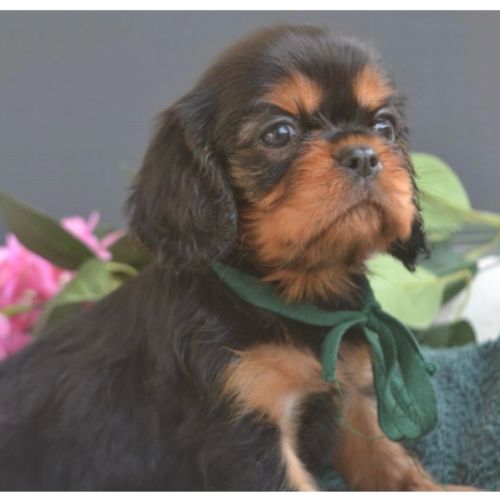 Elevage de la cour de mimali