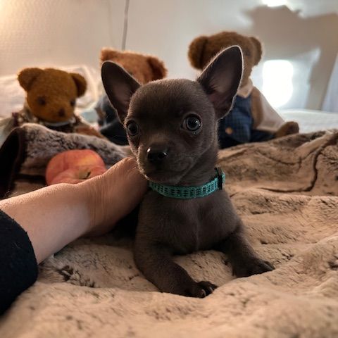 Elevage de chihuahua