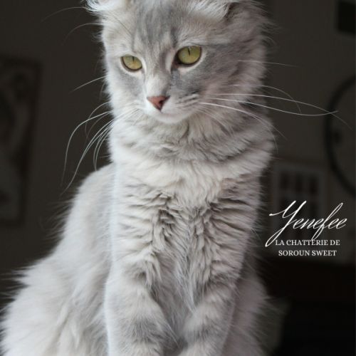 Elevage familial d'american curl