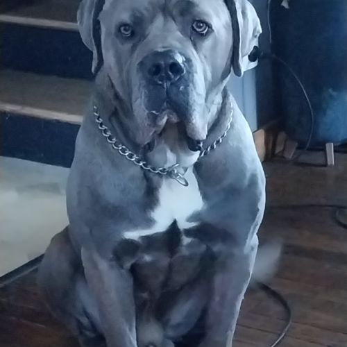 Elevage la prairie des dogs