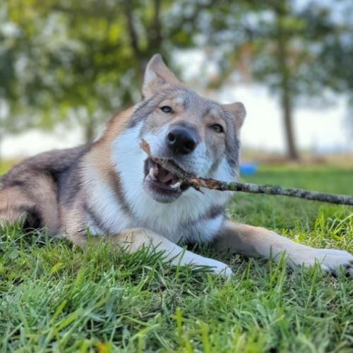 Elevage de chien loup