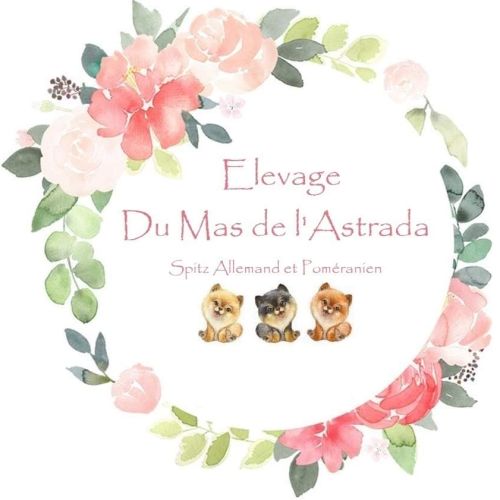 Eleveuse de spitz nains dans le gard