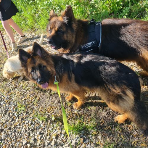 Berger allemand poil long