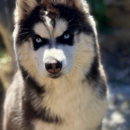 Love husky