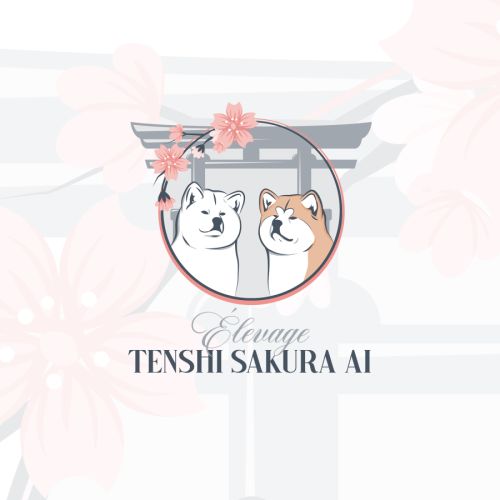 Elevage d'akita inu tenshi sakura ai