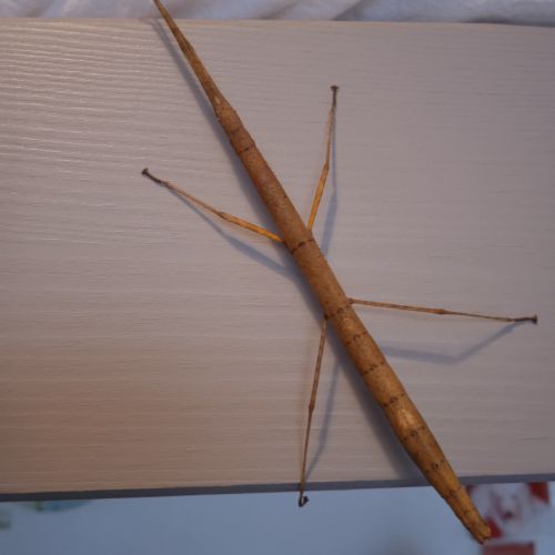 Elevage amateur de phasmes batons tous âges