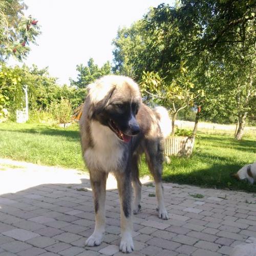 Eleveur : elevage de la grange bailly