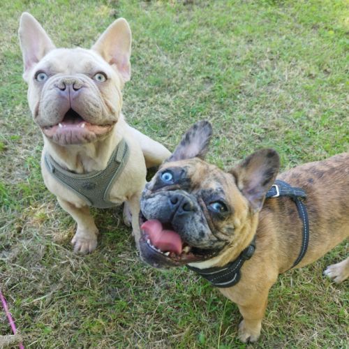 Les boulis du marais