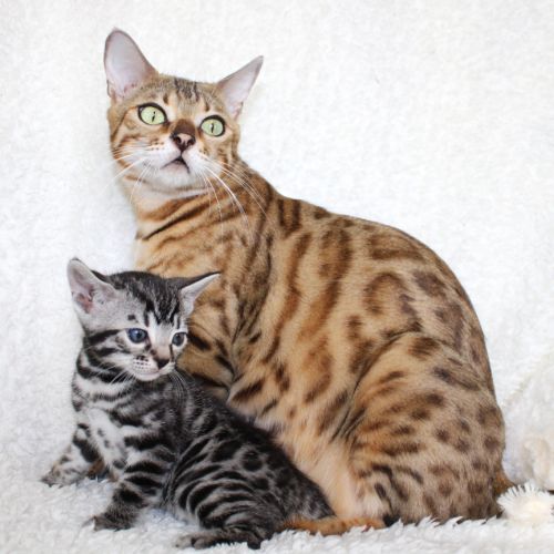 Élevage de chat du bengal