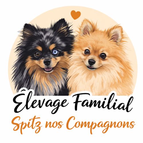 Elevage canin familial de spitz nain et petit