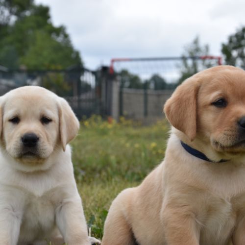 Labrador du grand etricher