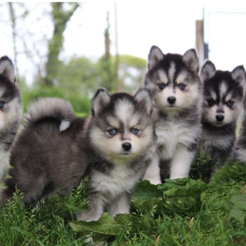 Élevage pomsky dans la manche